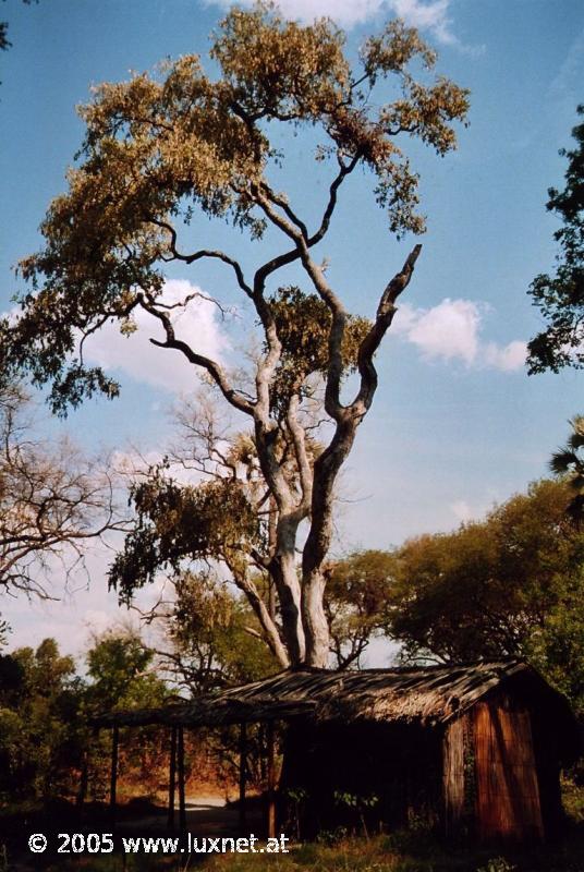 Oddball's Lodge (Okavango Delta)