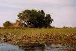 Okavango Delta