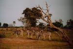 Moremi Wildlife Reserve (Okavango Delta)