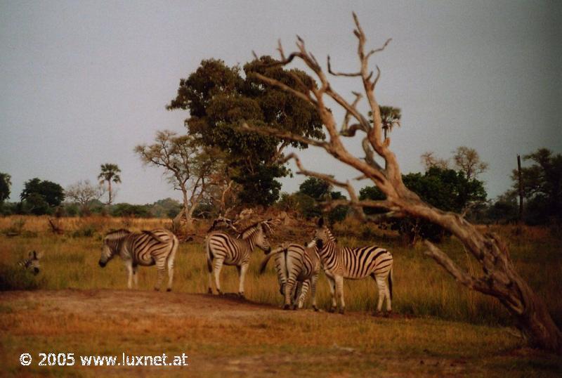 Moremi Wildlife Reserve (Okavango Delta)