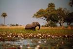 Mokoro Trip (Okavango Delta)