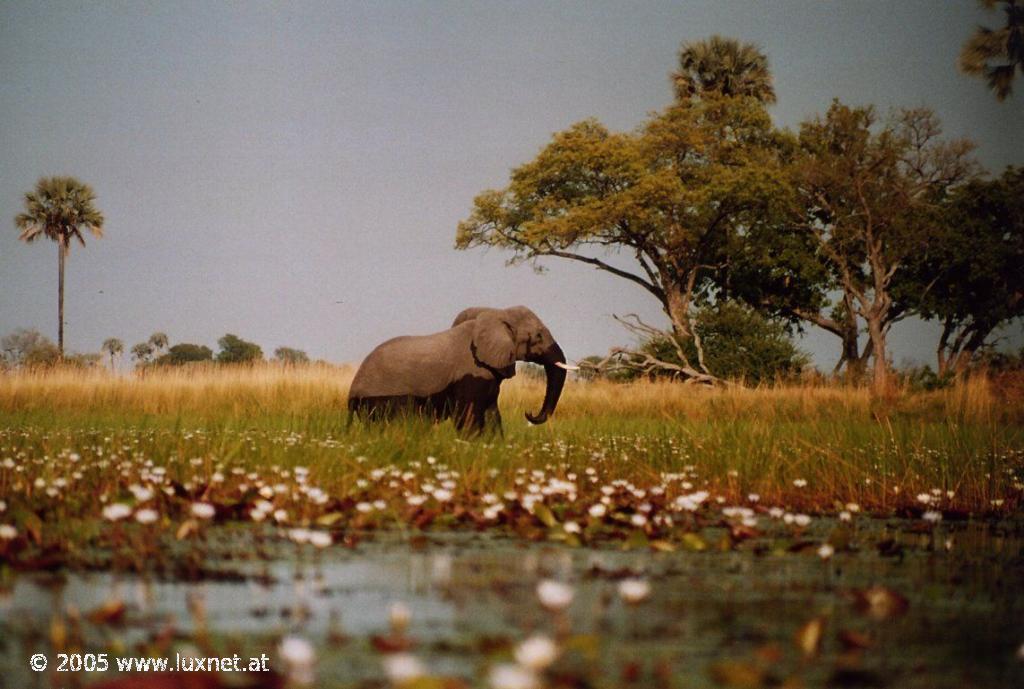 Mokoro Trip (Okavango Delta)