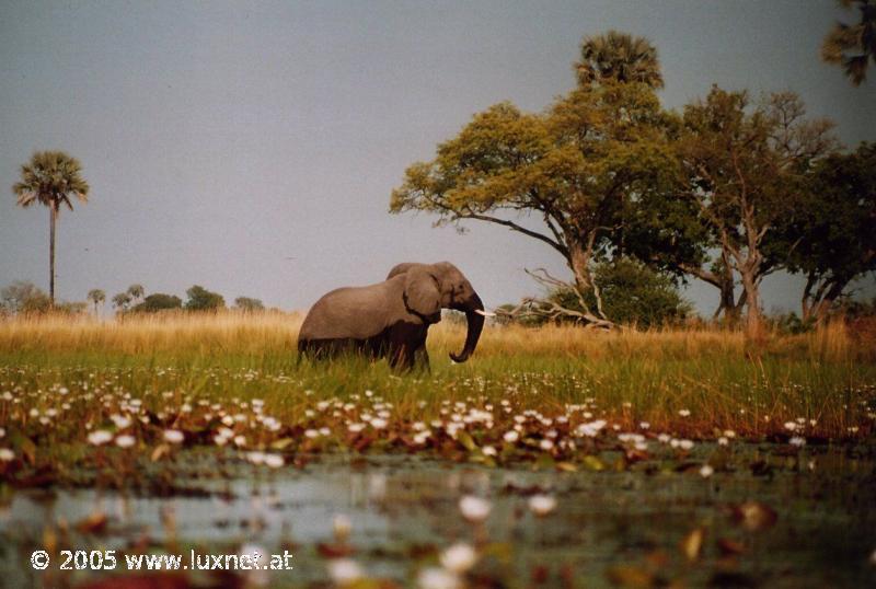 Mokoro Trip (Okavango Delta)