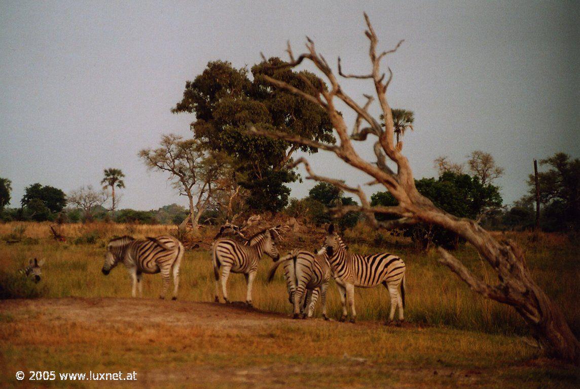 Moremi Wildlife Reserve (Okavango Delta)