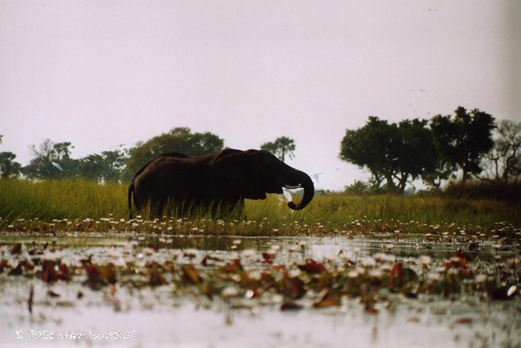 Mokoro Trip (Okavango Delta)