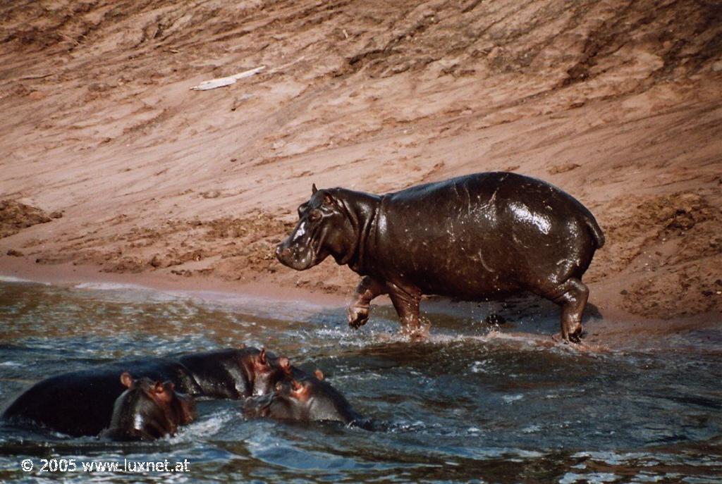 Chobe National Park