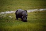 Chobe National Park