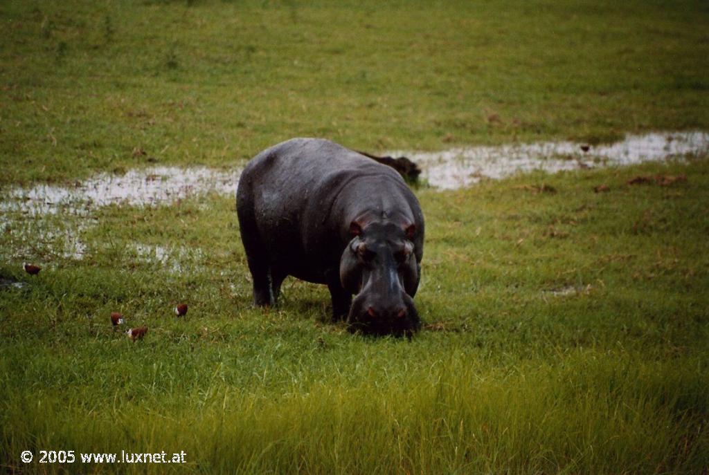 Chobe National Park