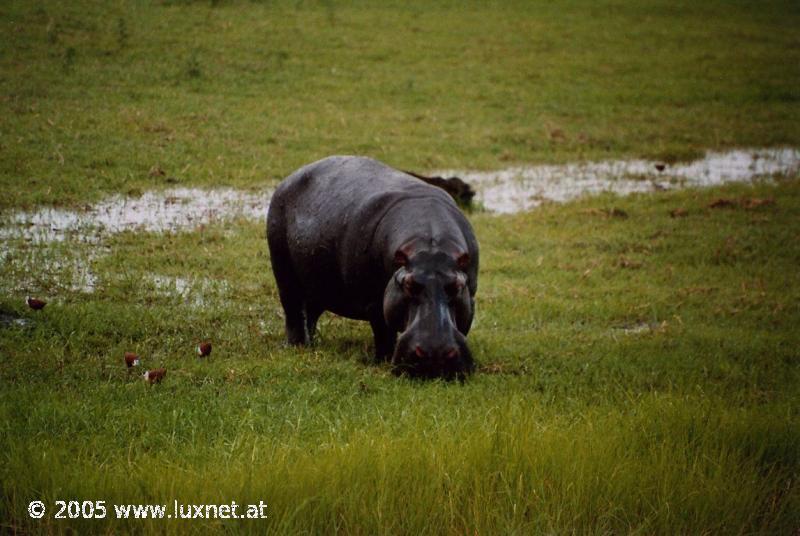 Chobe National Park