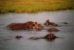 Chobe National Park