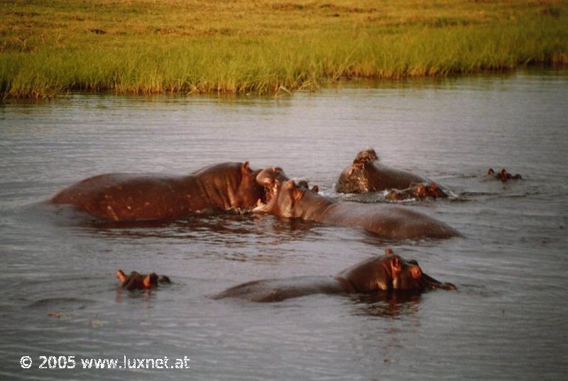 Chobe National Park