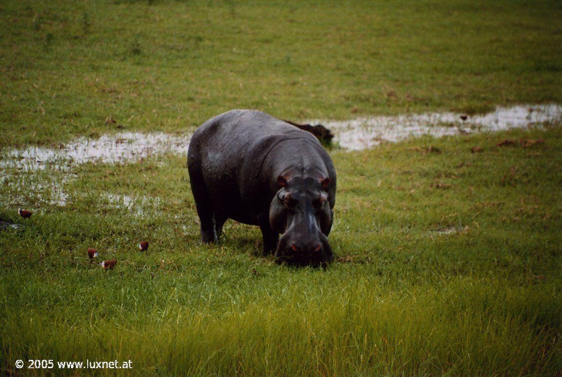 Chobe National Park