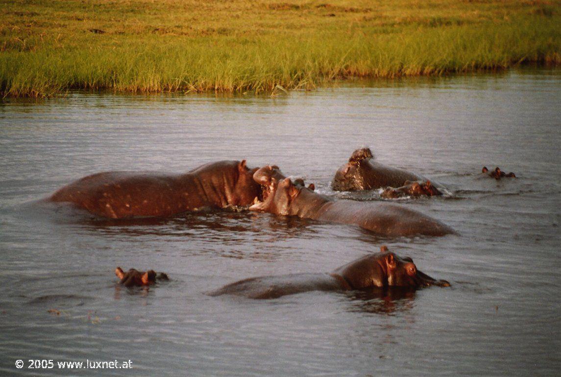 Chobe National Park