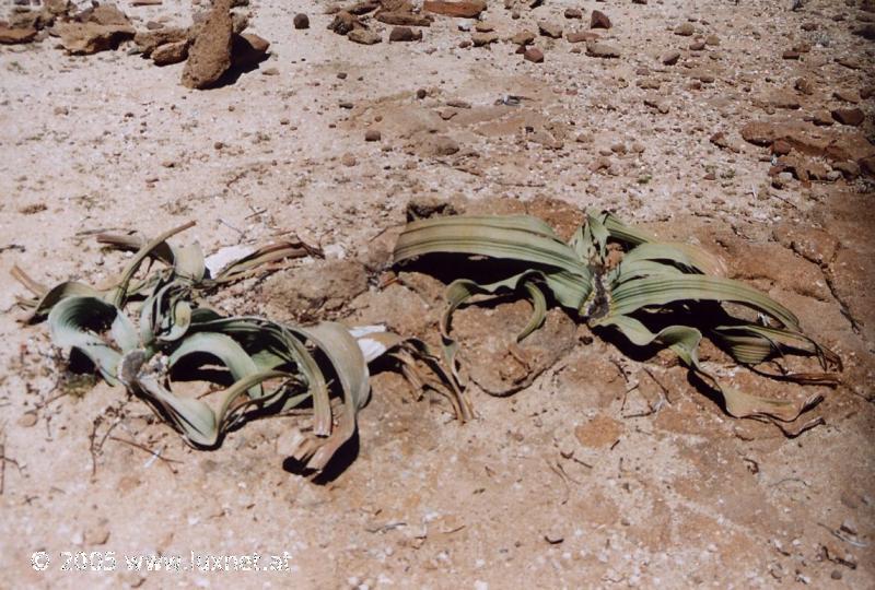 Welwitschia Plant (Damaraland)