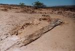 Petrified Forest (Damaraland)