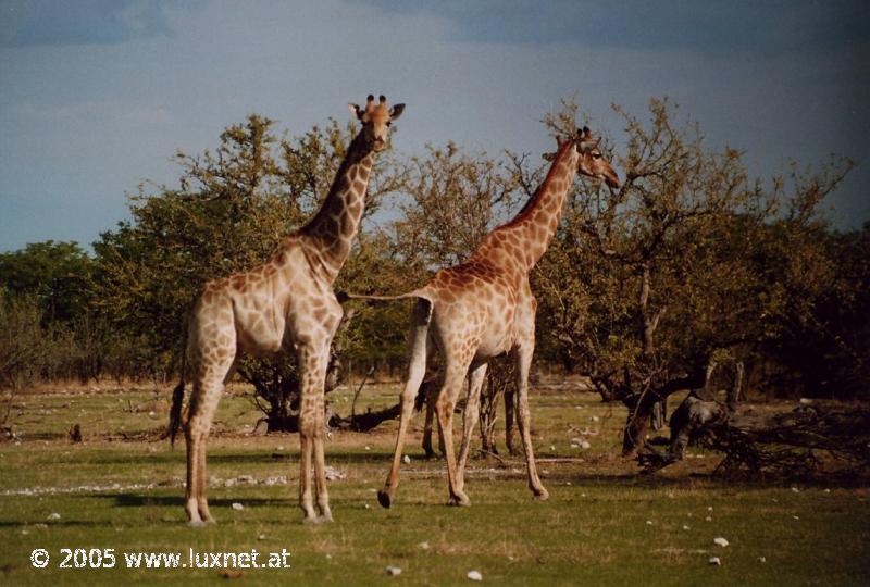 Etosha National Park