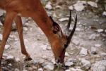 Etosha National Park