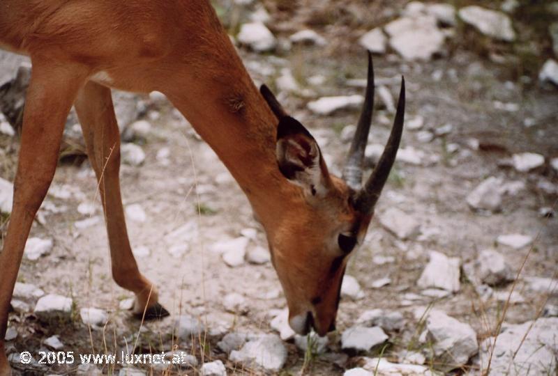 Etosha National Park