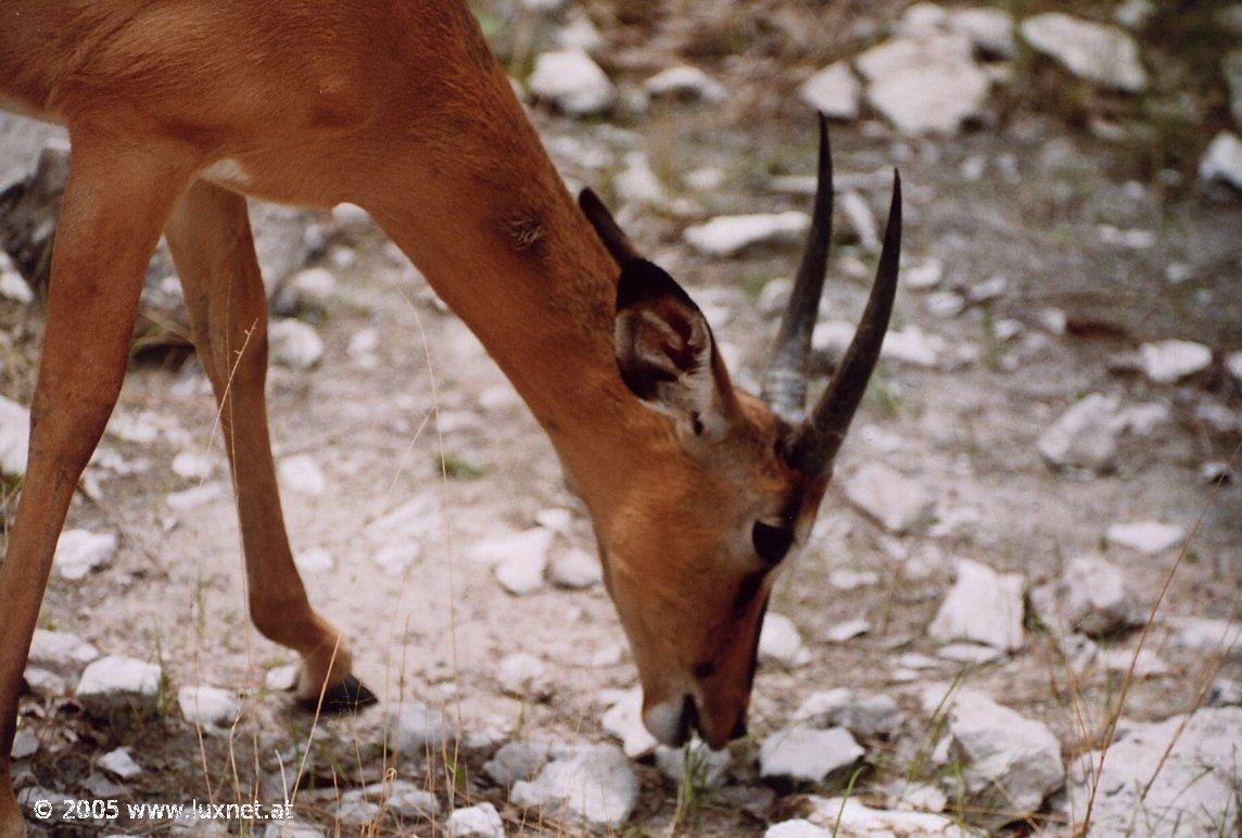 Etosha National Park