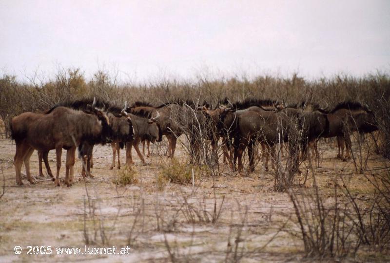 Etosha National Park