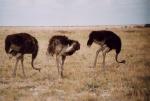 Etosha National Park