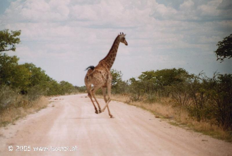 Etosha National Park