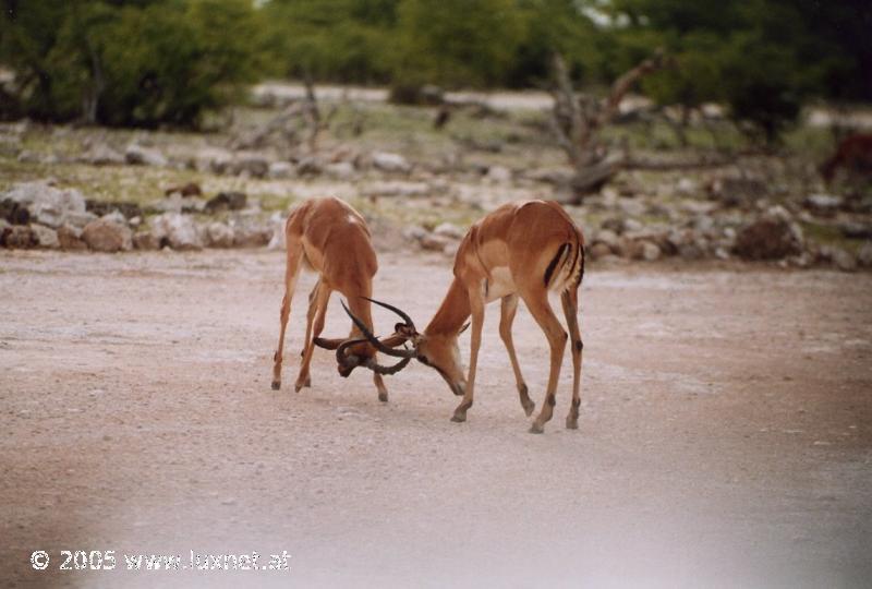 Etosha National Park
