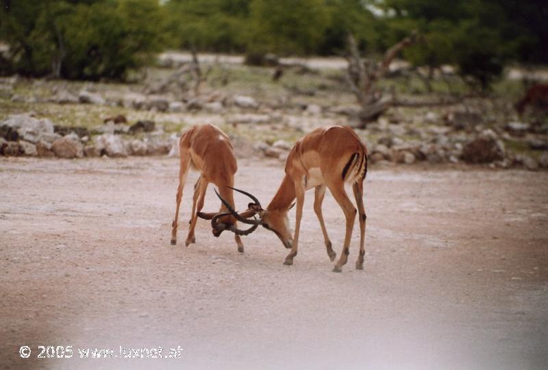 Etosha National Park