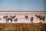 Etosha National Park