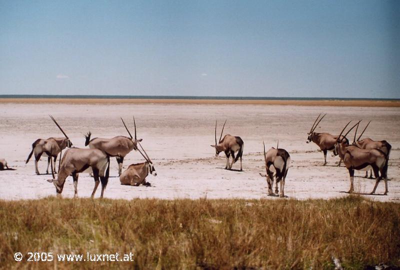 Etosha National Park