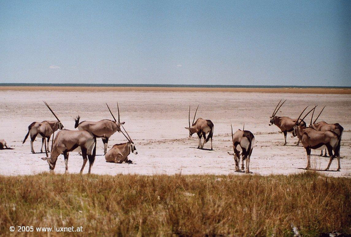 Etosha National Park