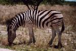 Etosha National Park