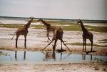 Etosha National Park