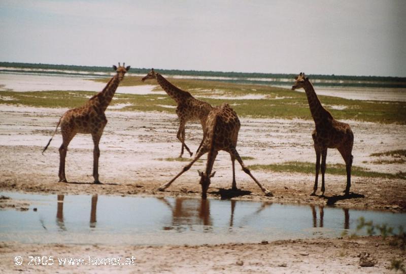 Etosha National Park