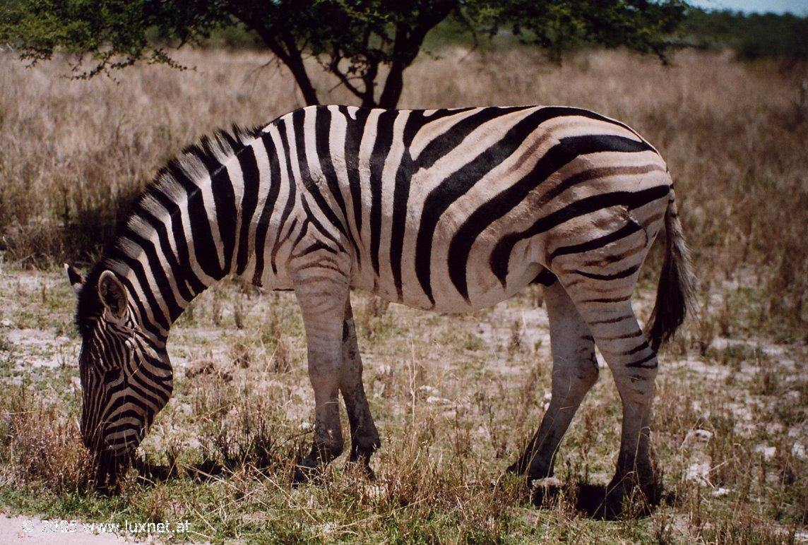 Etosha National Park