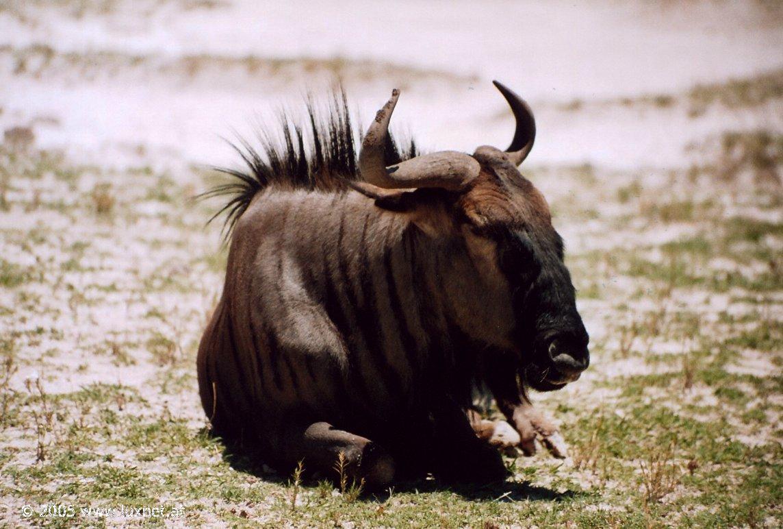 Etosha National Park