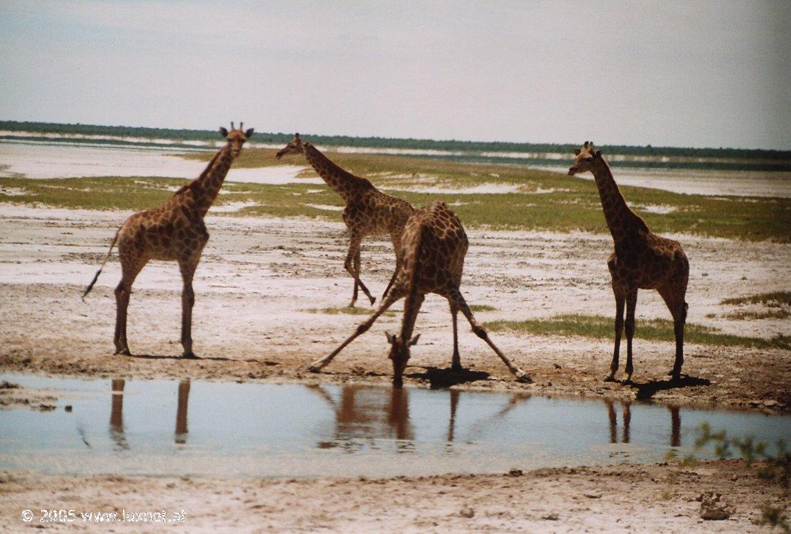 Etosha National Park