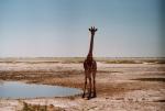 Etosha National Park