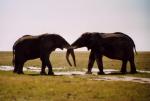 Etosha National Park