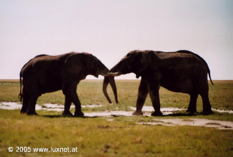 Etosha National Park