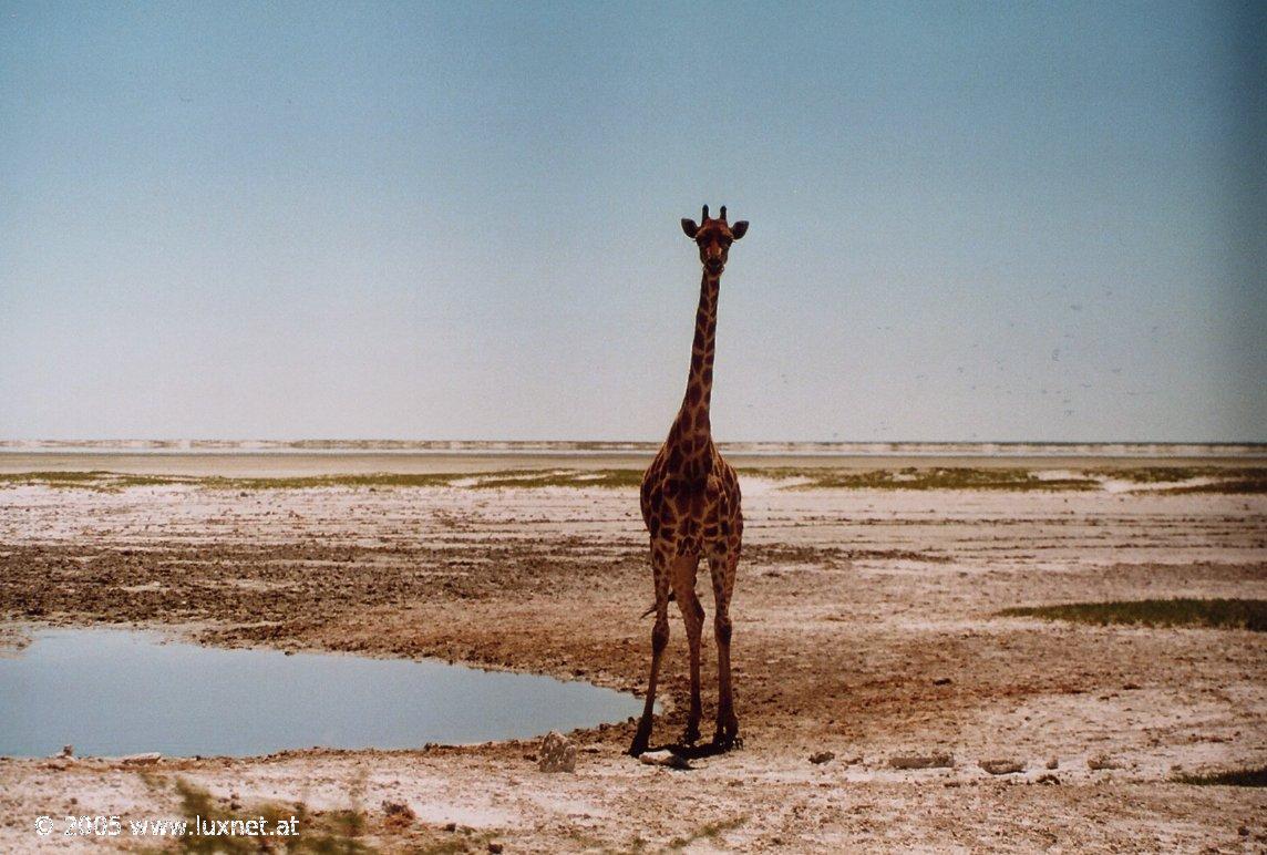 Etosha National Park