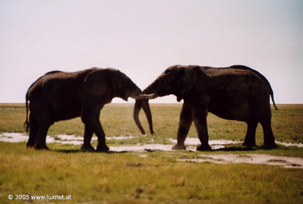 Etosha National Park