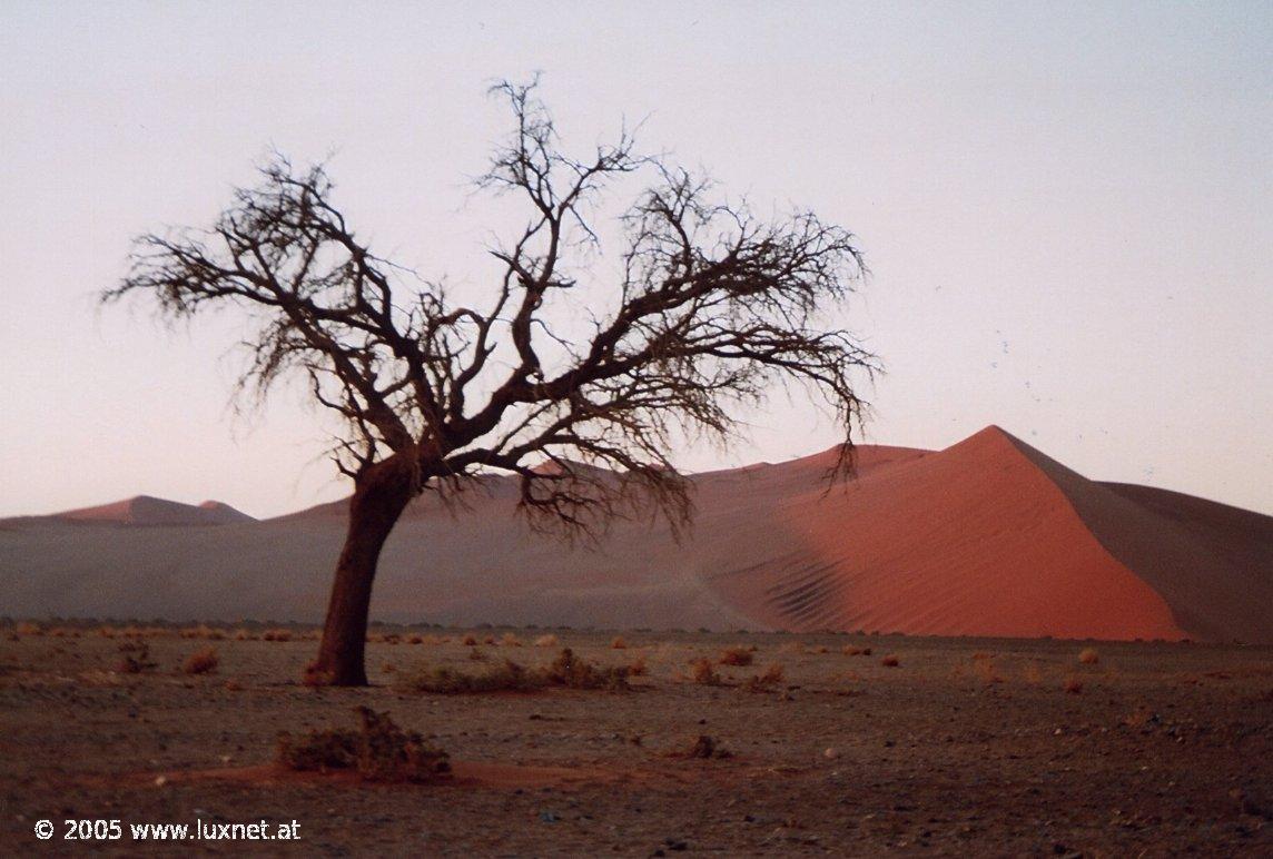 Sossuvlei (Namib Naukluft Park)