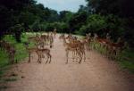 South Luangwa National Park