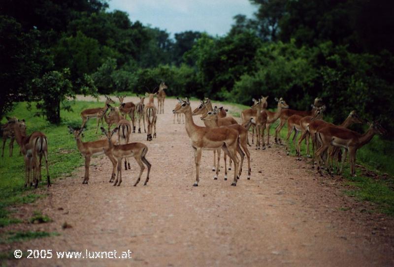 South Luangwa National Park