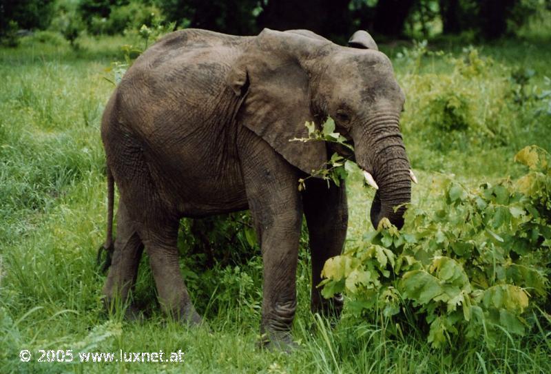 South Luangwa National Park