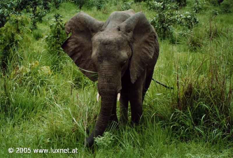 South Luangwa National Park