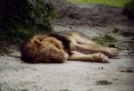 South Luangwa National Park