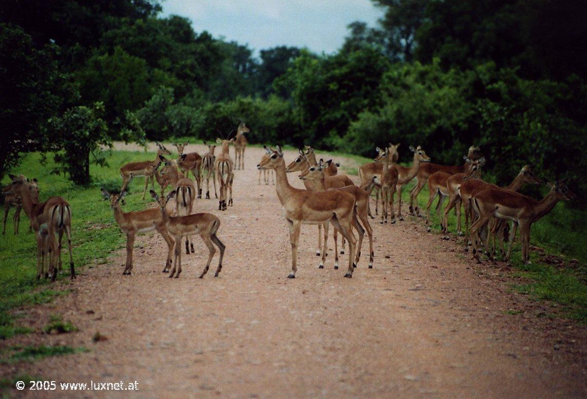 South Luangwa National Park