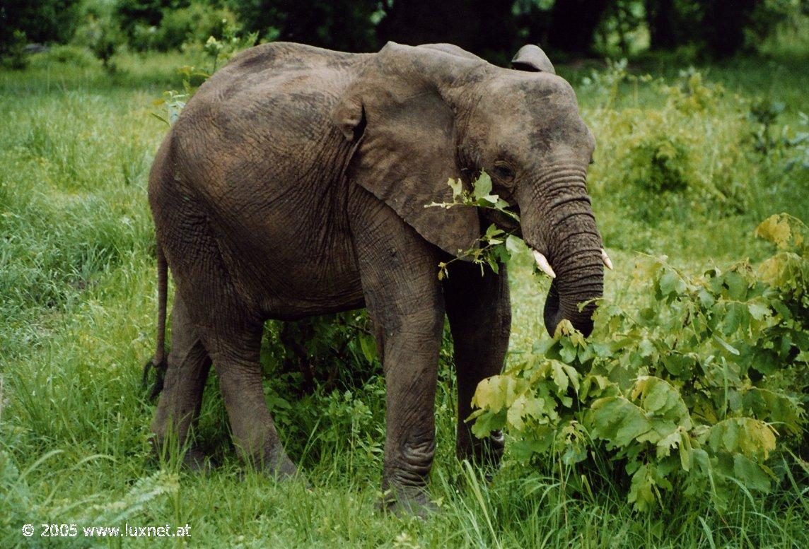 South Luangwa National Park